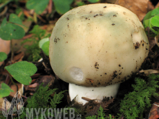 Russula virescens