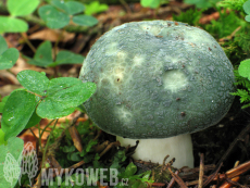 Russula virescens