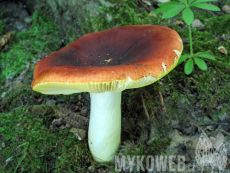Russula aurea