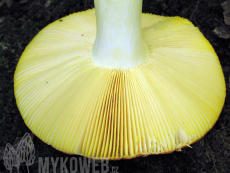 Russula aurea