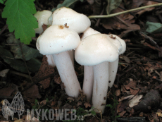 Hygrophorus hedrychii