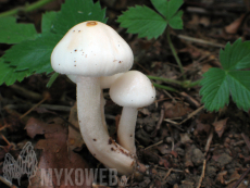 Hygrophorus hedrychii