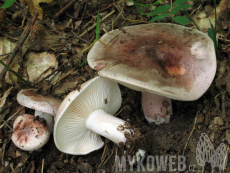 Hygrophorus russula