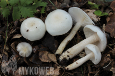 Hygrophorus eburneus