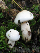 Hygrophorus eburneus