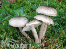 Hygrophorus pustulatus