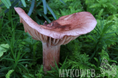 Hygrophorus capreolarius