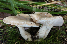 Hygrophorus agathosmus