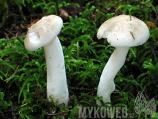 Hygrophorus agathosmus