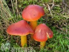 Hygrocybe punicea