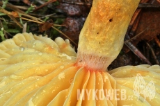 Hygrophorus aureus