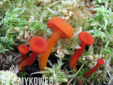 Hygrocybe miniata