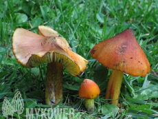 Hygrocybe conica