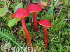 Hygrocybe reidii