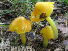 Hygrocybe acutoconica