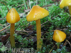 Hygrocybe acutoconica