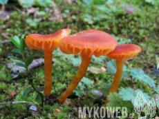 Hygrocybe calciphila