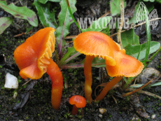 Hygrocybe calciphila