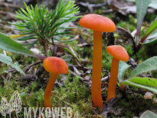 Hygrocybe calciphila