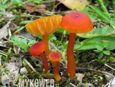 Hygrocybe calciphila