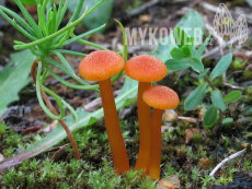 Hygrocybe calciphila