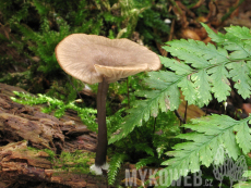 Omphalina epichysium