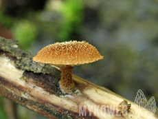 Phaeomarasmius erinaceus