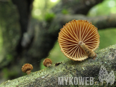 Phaeomarasmius erinaceus