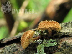 Phaeomarasmius erinaceus