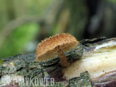 Phaeomarasmius erinaceus