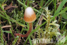 Galerina atkinsoniana