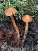 Phaeocollybia cidaris