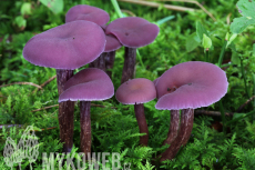 Laccaria amethystina