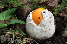 Amanita caesarea