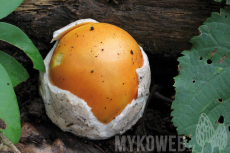 Amanita caesarea