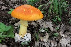 Amanita caesarea