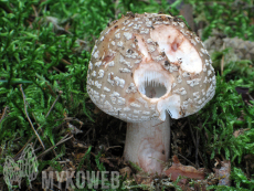 Amanita rubescens