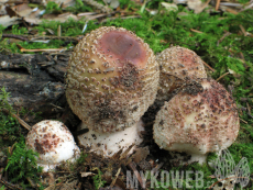 Amanita rubescens