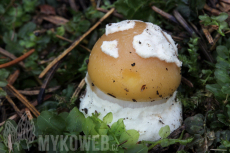 Amanita gemmata