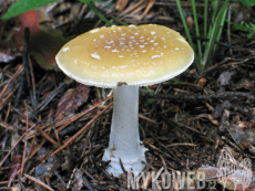 Amanita gemmata