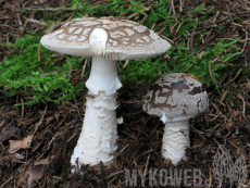 Amanita excelsa