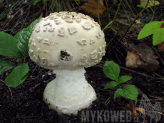 Amanita strobiliformis