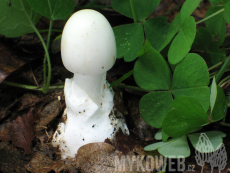 Amanita phalloides