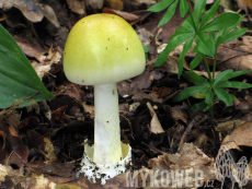 Amanita phalloides