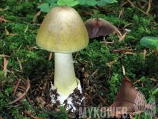 Amanita phalloides