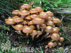 Kuehneromyces mutabilis