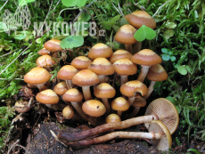 Kuehneromyces mutabilis