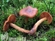 Cortinarius rubellus (skvělý)