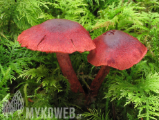 Cortinarius sanguineus