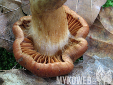 Cortinarius orellanus